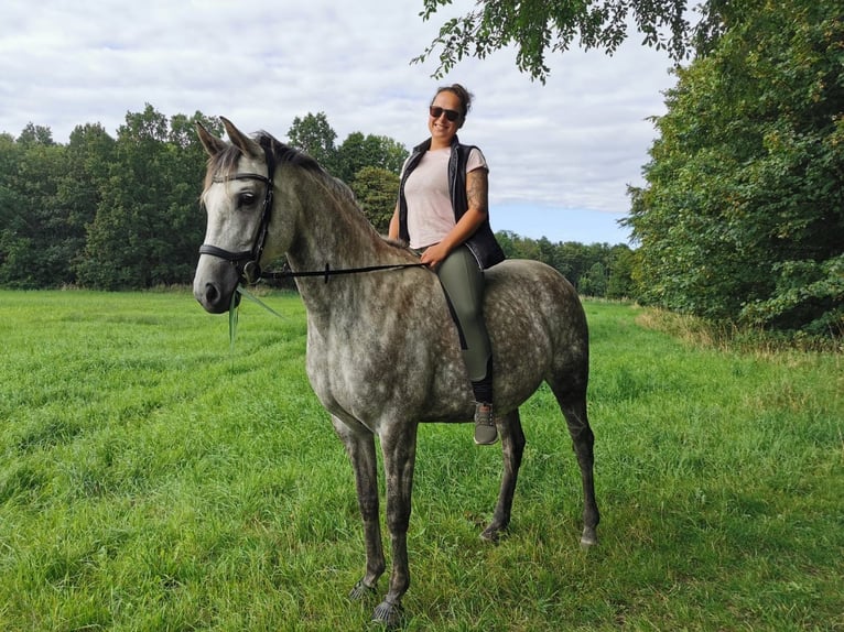Deutsches Reitpferd Stute 9 Jahre 163 cm Schimmel in Eggerstorf