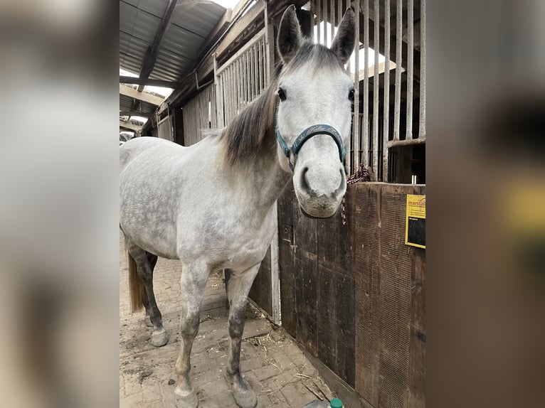 Deutsches Reitpferd Stute 9 Jahre 163 cm Schimmel in Eggerstorf