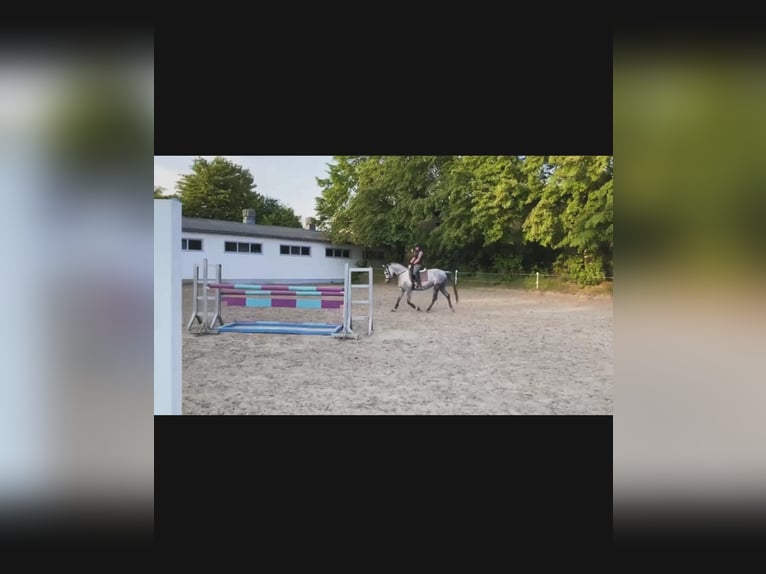 Deutsches Reitpferd Stute 9 Jahre 163 cm Schimmel in Eggerstorf