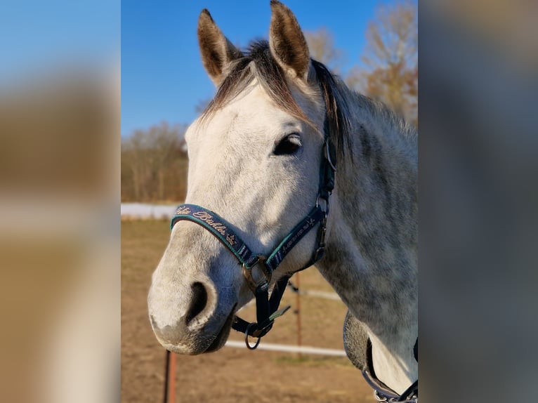 Deutsches Reitpferd Stute 9 Jahre 163 cm Schimmel in Eggerstorf