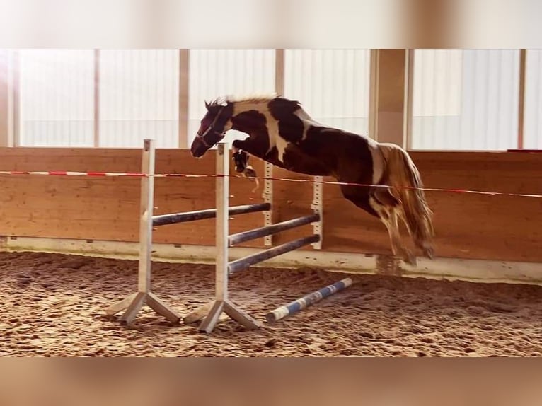 Deutsches Reitpferd Stute 9 Jahre 164 cm Schecke in Freiburg im Breisgau