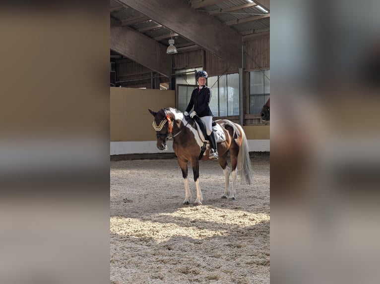 Deutsches Reitpferd Stute 9 Jahre 164 cm Schecke in Freiburg im Breisgau