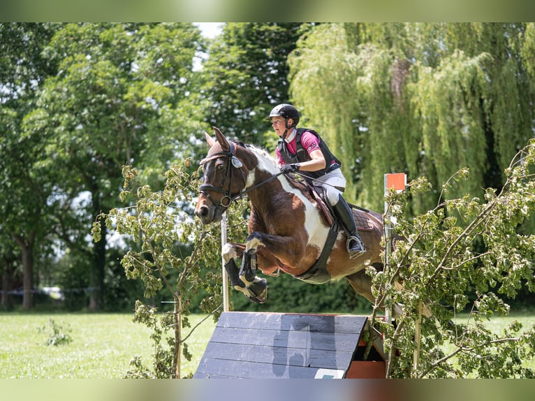 Deutsches Reitpferd Stute 9 Jahre 164 cm Schecke in Freiburg im Breisgau