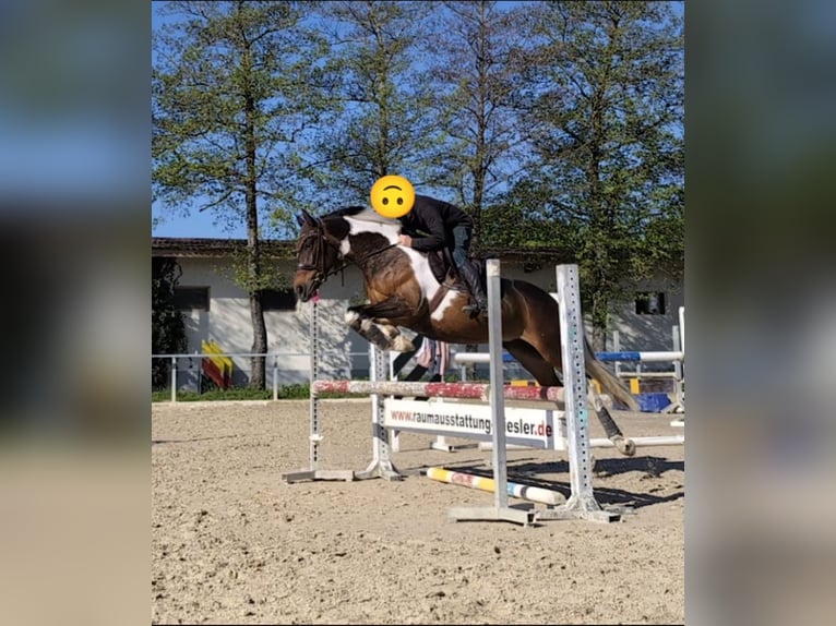 Deutsches Reitpferd Stute 9 Jahre 164 cm Schecke in Freiburg im Breisgau