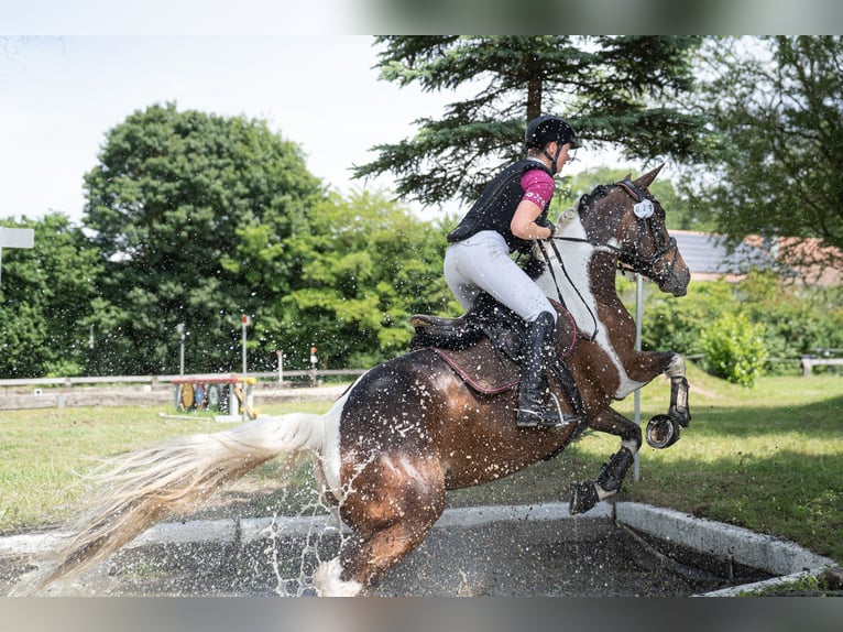 Deutsches Reitpferd Stute 9 Jahre 164 cm Schecke in Freiburg im Breisgau