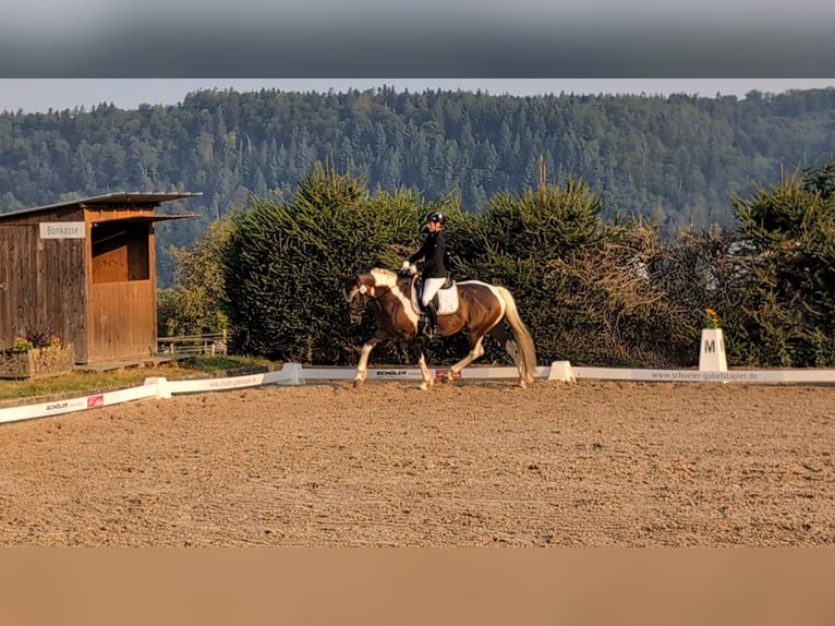 Deutsches Reitpferd Stute 9 Jahre 164 cm Schecke in Freiburg im Breisgau