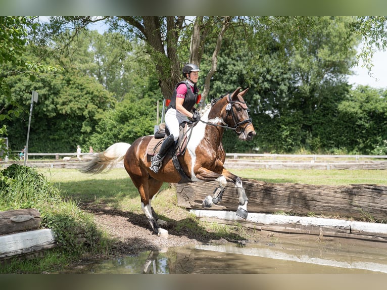 Deutsches Reitpferd Stute 9 Jahre 164 cm Schecke in Freiburg im Breisgau