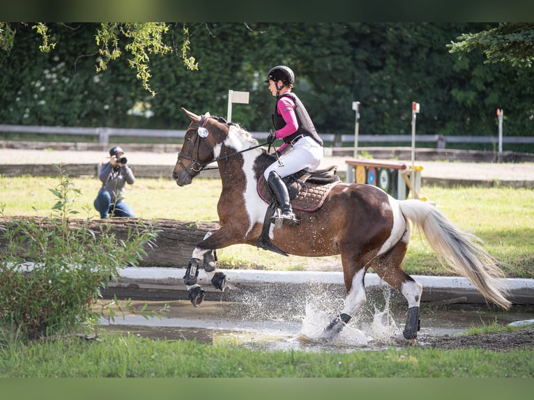 Deutsches Reitpferd Stute 9 Jahre 164 cm Schecke in Freiburg im Breisgau