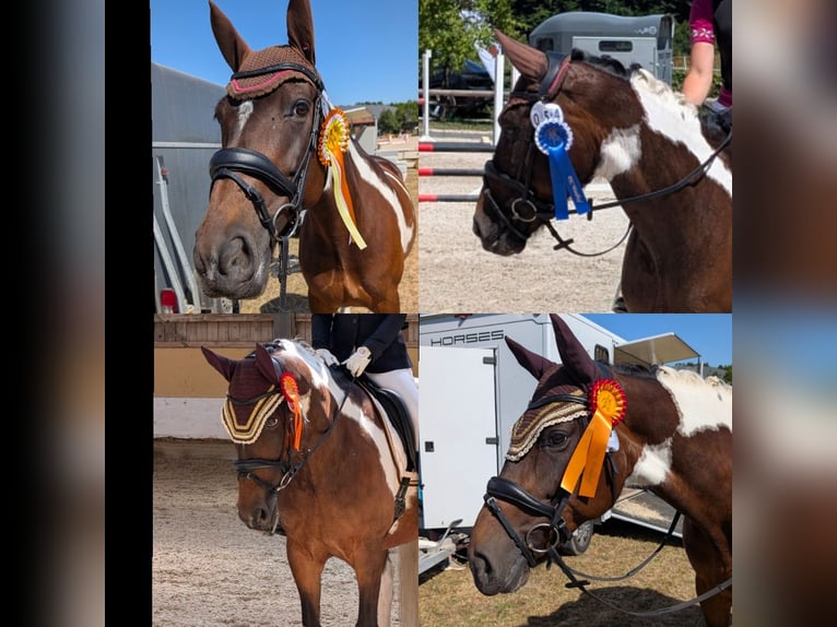 Deutsches Reitpferd Stute 9 Jahre 164 cm Schecke in Freiburg im Breisgau