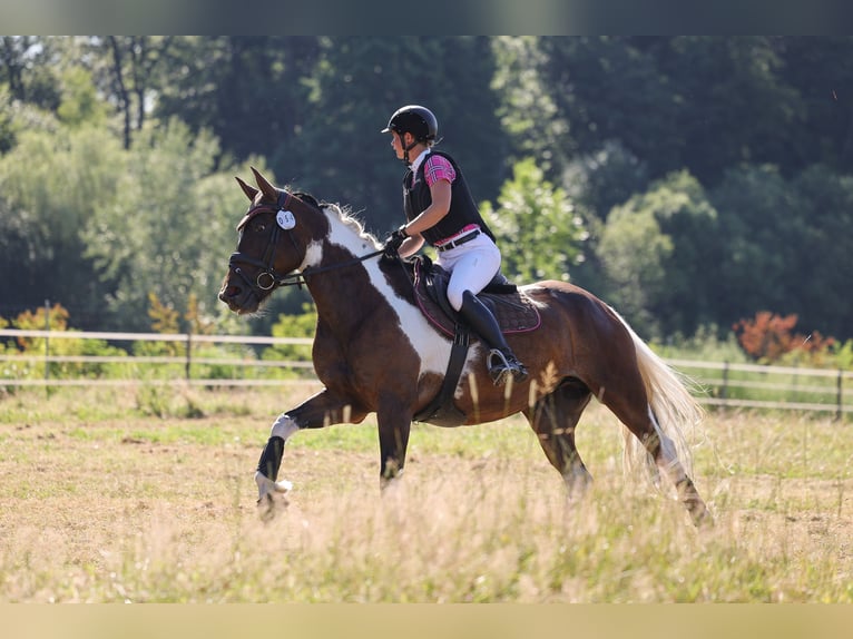Deutsches Reitpferd Stute 9 Jahre 164 cm Schecke in Freiburg im Breisgau