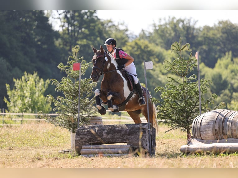 Deutsches Reitpferd Stute 9 Jahre 164 cm Schecke in Freiburg im Breisgau