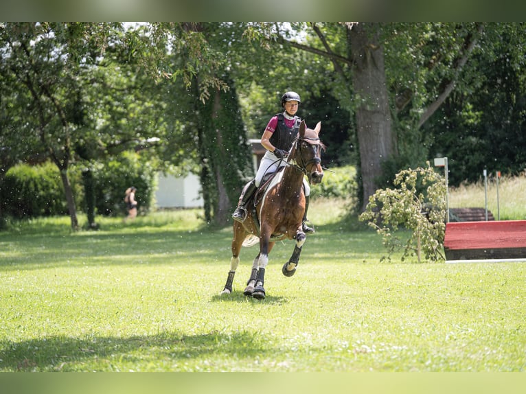 Deutsches Reitpferd Stute 9 Jahre 164 cm Schecke in Freiburg im Breisgau