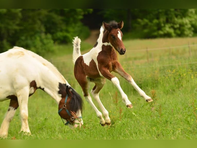 Deutsches Reitpferd Stute 9 Jahre 164 cm Schecke in Freiburg im Breisgau