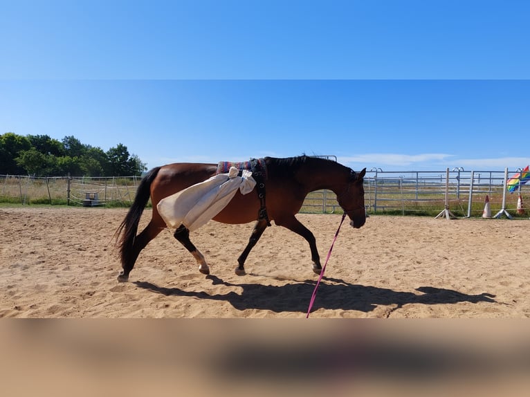 Deutsches Reitpferd Stute 9 Jahre 165 cm Brauner in Döbeln Deutsches Reitpferd Stute 9 Jahre 165 cm Brauner in Döbeln