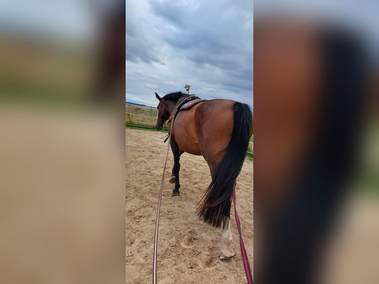 Deutsches Reitpferd Stute 9 Jahre 165 cm Brauner in Döbeln Deutsches Reitpferd Stute 9 Jahre 165 cm Brauner in Döbeln