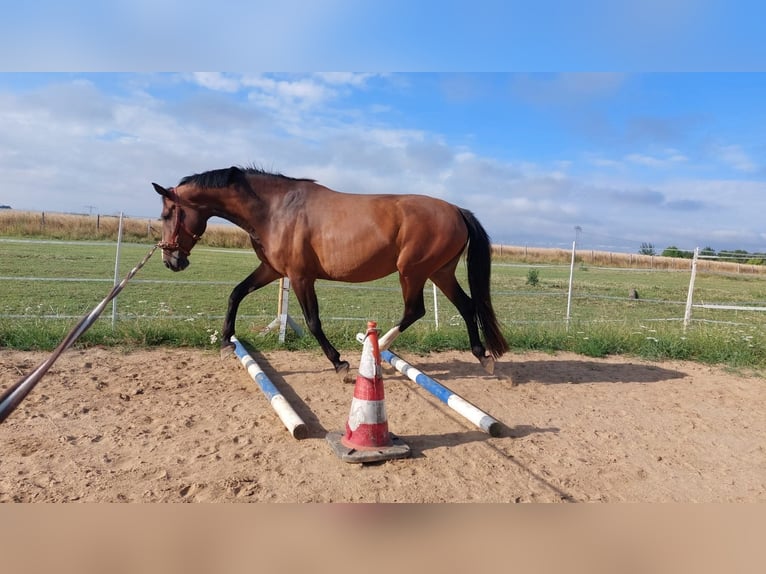 Deutsches Reitpferd Stute 9 Jahre 165 cm Brauner in Döbeln Deutsches Reitpferd Stute 9 Jahre 165 cm Brauner in Döbeln
