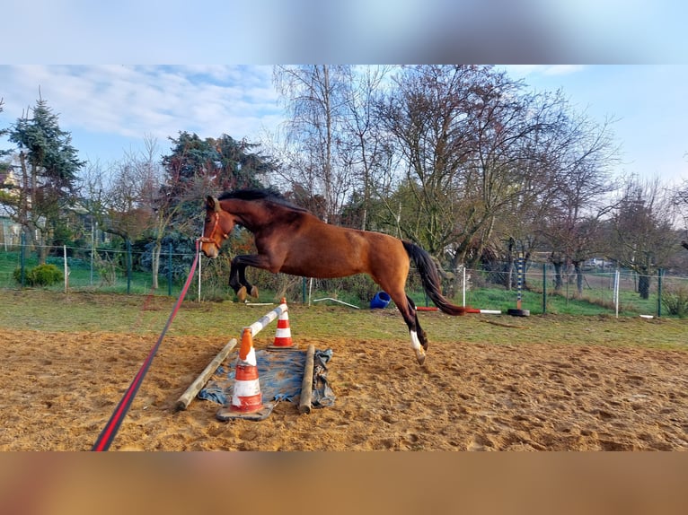 Deutsches Reitpferd Stute 9 Jahre 165 cm Brauner in Döbeln Deutsches Reitpferd Stute 9 Jahre 165 cm Brauner in Döbeln