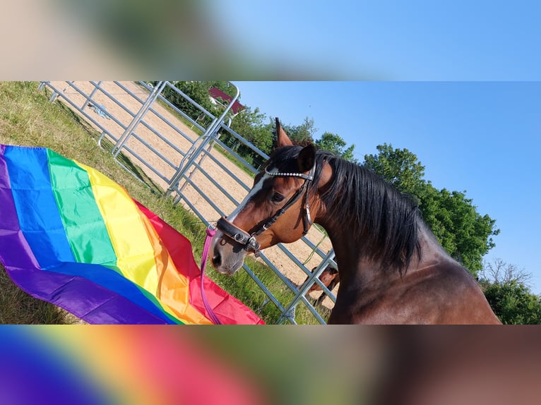 Deutsches Reitpferd Stute 9 Jahre 165 cm Brauner in Döbeln Deutsches Reitpferd Stute 9 Jahre 165 cm Brauner in Döbeln