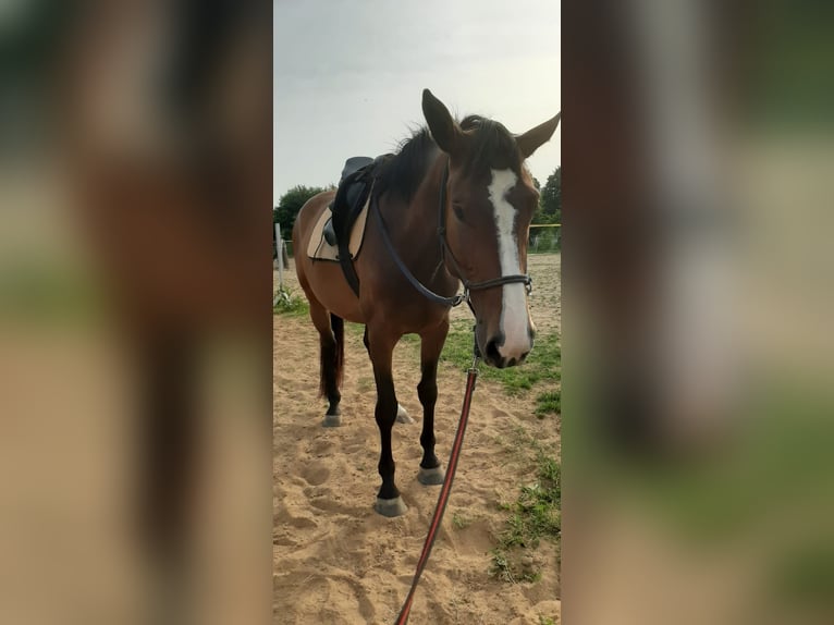 Deutsches Reitpferd Stute 9 Jahre 165 cm Brauner in Döbeln Deutsches Reitpferd Stute 9 Jahre 165 cm Brauner in Döbeln