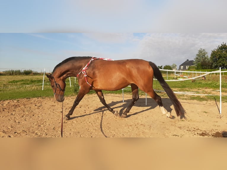 Deutsches Reitpferd Stute 9 Jahre 165 cm Brauner in Döbeln Deutsches Reitpferd Stute 9 Jahre 165 cm Brauner in Döbeln