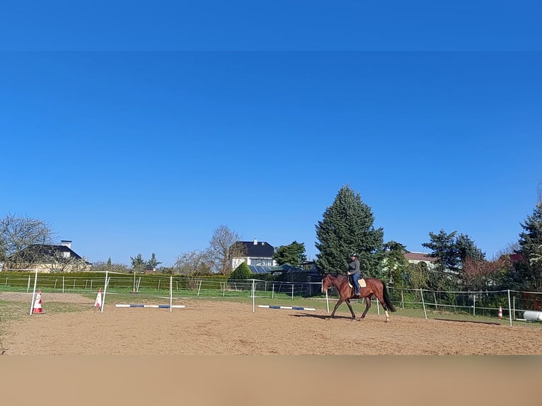 Deutsches Reitpferd Stute 9 Jahre 165 cm Brauner in Döbeln Deutsches Reitpferd Stute 9 Jahre 165 cm Brauner in Döbeln