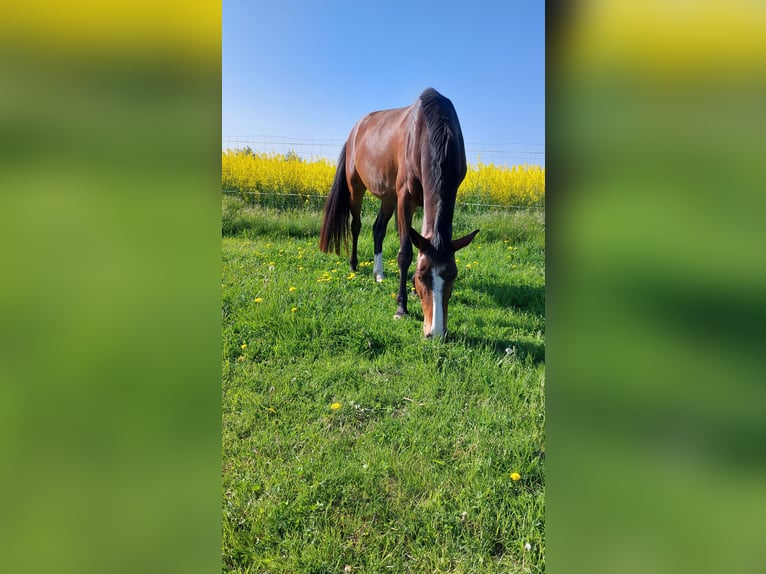Deutsches Reitpferd Stute 9 Jahre 165 cm Brauner in Döbeln Deutsches Reitpferd Stute 9 Jahre 165 cm Brauner in Döbeln