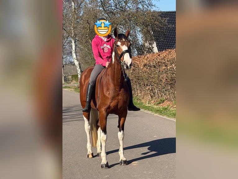 Deutsches Reitpferd Stute 9 Jahre 165 cm Schecke in Someren