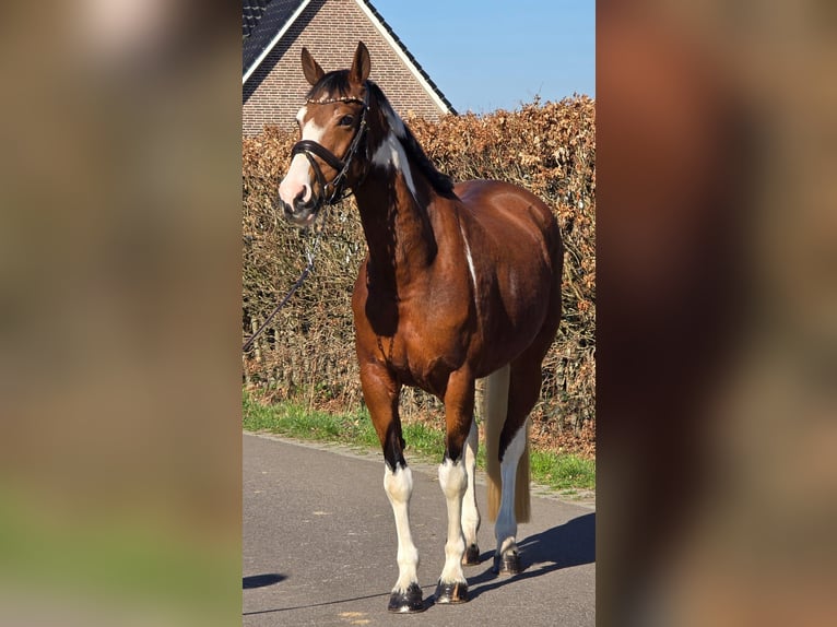 Deutsches Reitpferd Stute 9 Jahre 165 cm Schecke in Someren