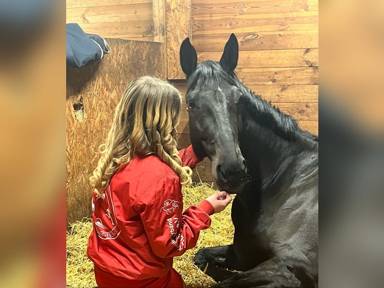 Deutsches Reitpferd Stute 9 Jahre 165 cm Schwarzbrauner in Gütersloh