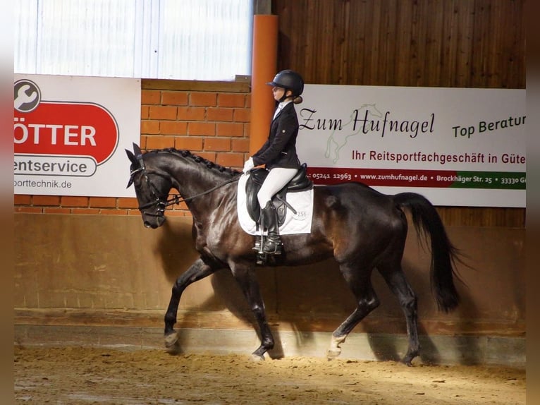 Deutsches Reitpferd Stute 9 Jahre 165 cm Schwarzbrauner in Gütersloh