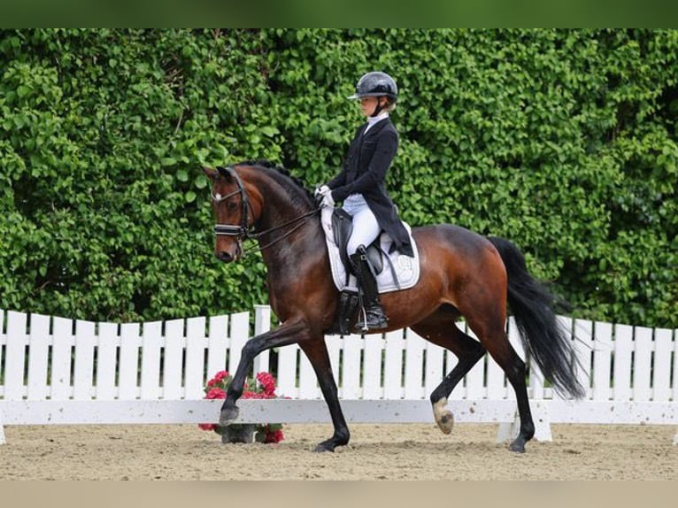 Deutsches Reitpferd Stute 9 Jahre 166 cm Dunkelbrauner in Marl