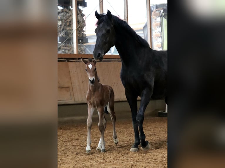 Deutsches Reitpferd Stute 9 Jahre 167 cm Rappe in Ellwangen (Jagst)