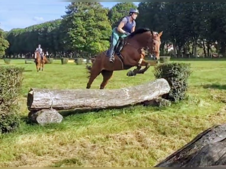 Deutsches Reitpferd Stute 9 Jahre 168 cm Brauner in Homburg