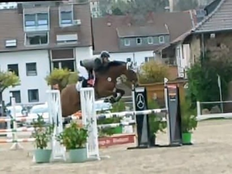 Deutsches Reitpferd Stute 9 Jahre 168 cm Brauner in Homburg