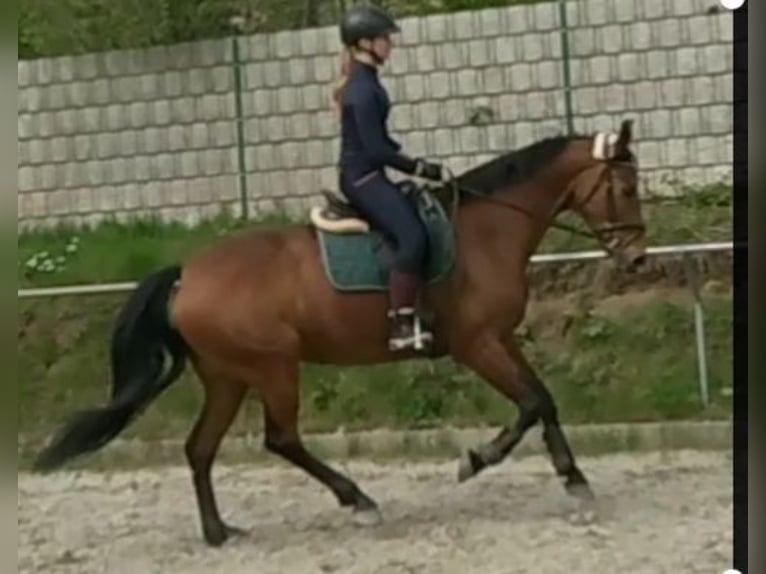 Deutsches Reitpferd Stute 9 Jahre 168 cm Brauner in Homburg