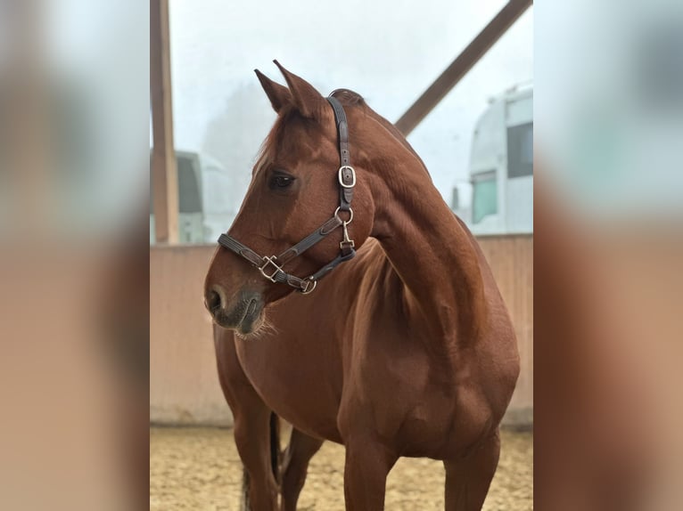 Deutsches Reitpferd Stute 9 Jahre 168 cm Fuchs in Mörlenbach