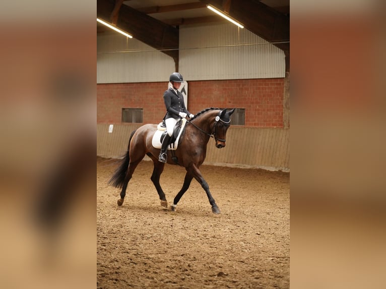 Deutsches Reitpferd Stute 9 Jahre 169 cm in Dorsten