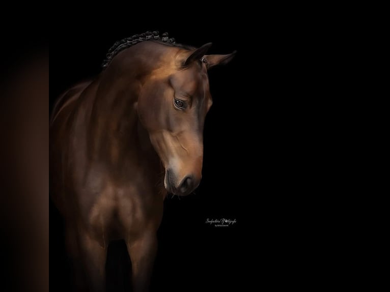Deutsches Reitpferd Stute 9 Jahre 170 cm Dunkelbrauner in Ahaus