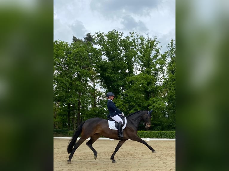 Deutsches Reitpferd Stute 9 Jahre 170 cm Dunkelbrauner in Ahaus