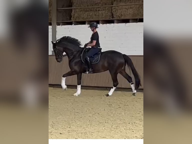 Deutsches Reitpferd Stute 9 Jahre 170 cm Dunkelbrauner in Ahaus