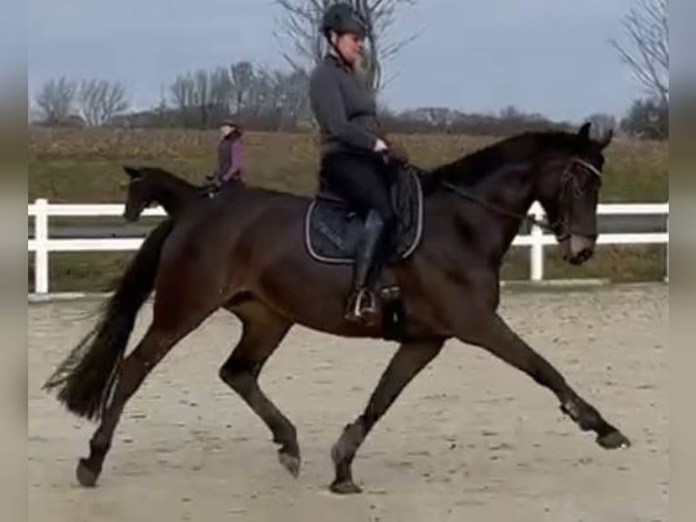 Deutsches Reitpferd Stute 9 Jahre 170 cm Dunkelbrauner in Ahaus
