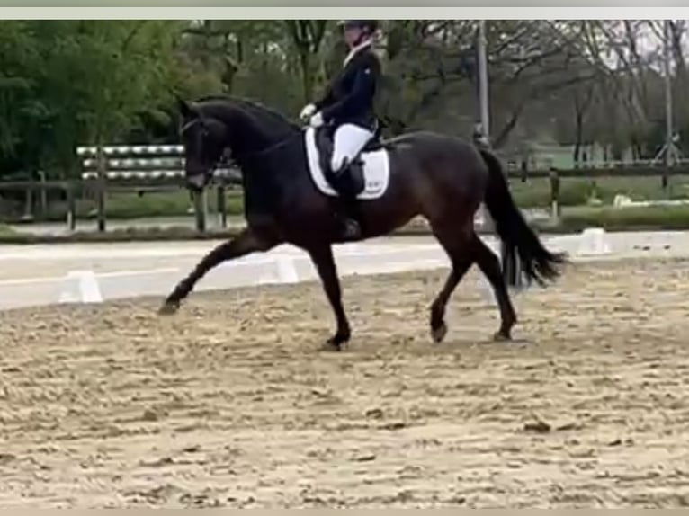 Deutsches Reitpferd Stute 9 Jahre 170 cm Dunkelbrauner in Ahaus