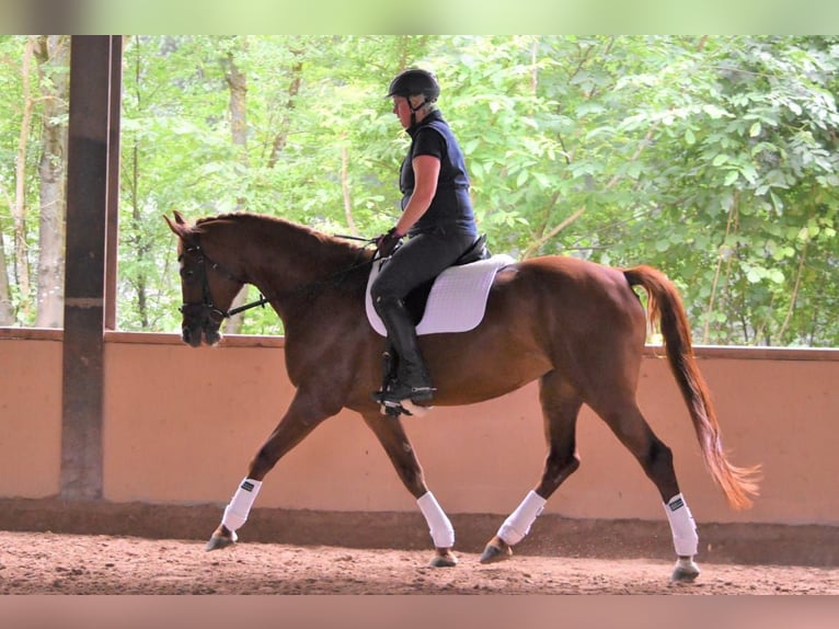 Deutsches Reitpferd Stute 9 Jahre 170 cm Fuchs in Balingen