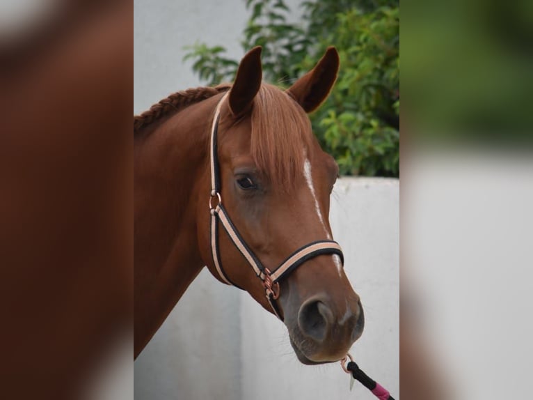 Deutsches Reitpferd Stute 9 Jahre 170 cm Fuchs in Balingen