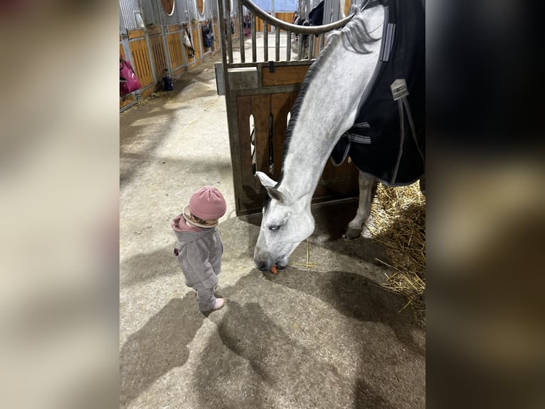 Deutsches Reitpferd Stute 9 Jahre 173 cm Schimmel in Neuwied