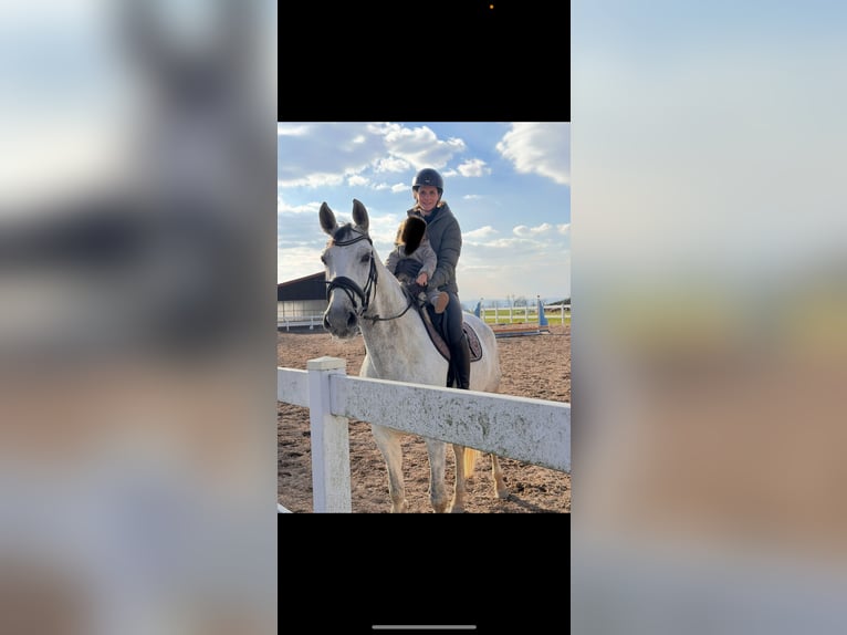 Deutsches Reitpferd Stute 9 Jahre 173 cm Schimmel in Neuwied