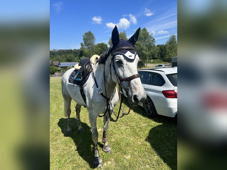 Deutsches Reitpferd Stute 9 Jahre 173 cm Schimmel in Neuwied