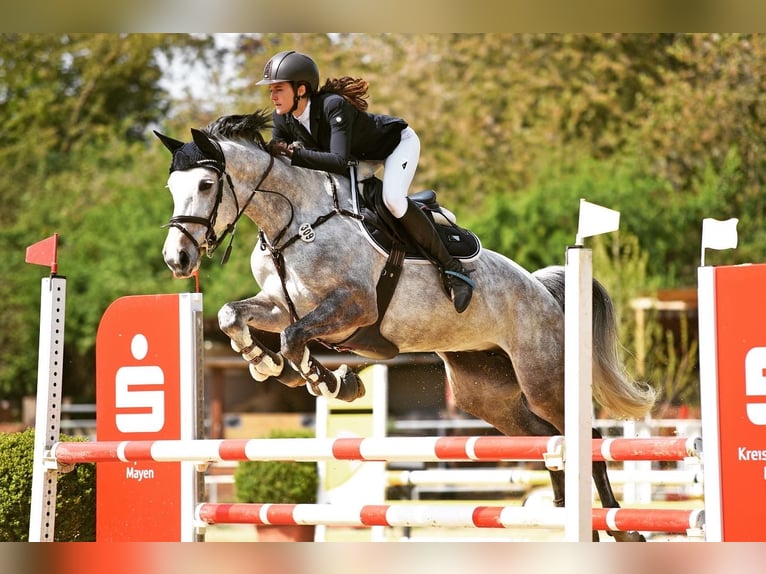 Deutsches Reitpferd Stute 9 Jahre 173 cm Schimmel in Neuwied