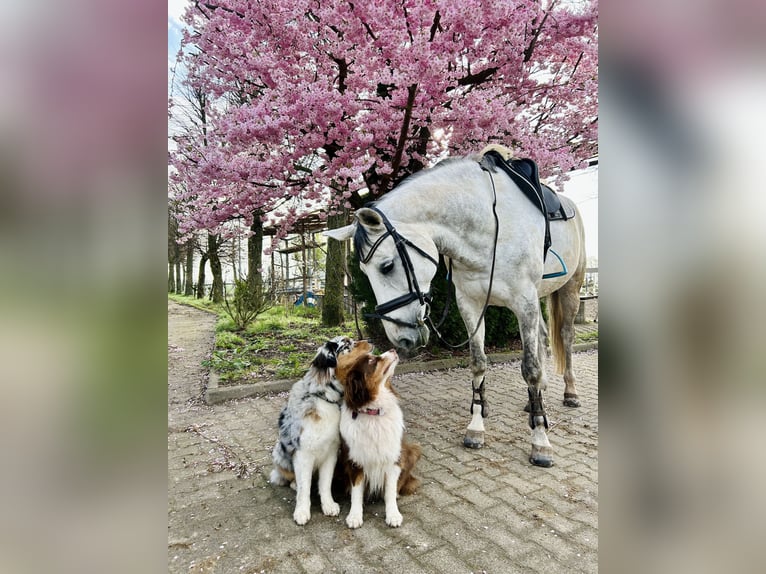 Deutsches Reitpferd Stute 9 Jahre 173 cm Schimmel in Neuwied