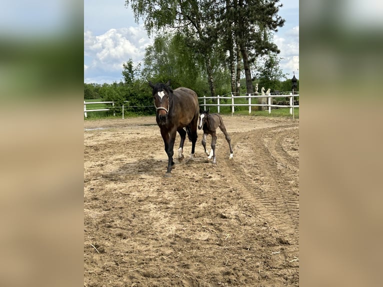 Deutsches Reitpferd Stute 9 Jahre 176 cm Brauner in Coesfeld